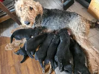 AKC Stone Cold, a male Airedale Terrier for sale in Hobbs, NM – 5 of 6