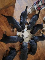AKC Stone Cold, a male Airedale Terrier for sale in Hobbs, NM – 6 of 6