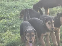 Beau, a male Airedale Terrier for sale in Hobbs, NM – 7 of 10