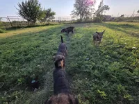 Beau, a male Airedale Terrier for sale in Hobbs, NM – 5 of 10