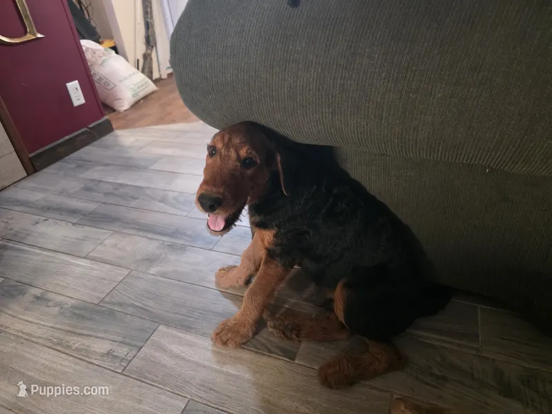 AKC Favorite – Airedale Terrier puppy for sale in Hobbs, NM