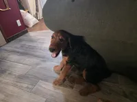 AKC Elvis, a male Airedale Terrier for sale in Hobbs, NM – 1 of 8