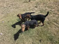 AKC Elvis, a male Airedale Terrier for sale in Hobbs, NM – 3 of 8