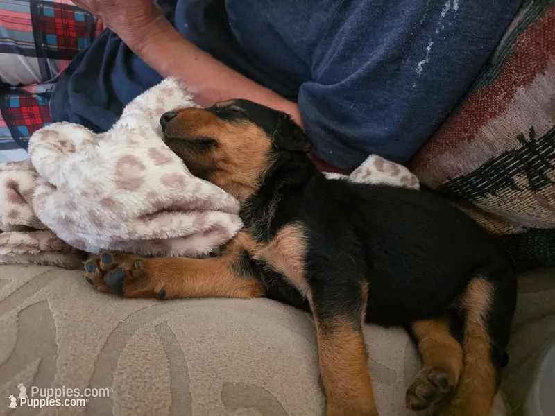 AKC Stone Cold – Airedale Terrier puppy for sale in Hobbs, NM
