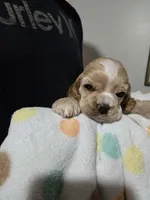 Guava, a male Cocker Spaniel for sale in Fredonia, NY – Photo 2 of 4