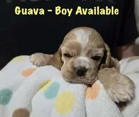 Guava, a male Cocker Spaniel for sale in Fredonia, NY – Photo 4 of 4