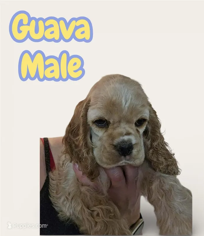 Guava