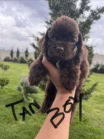 Tan collar , a male Cocker Spaniel for sale in Franklinville, NY – 1 of 4