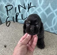 Pink girl, a female Cocker Spaniel for sale in Franklinville, NY – 4 of 4