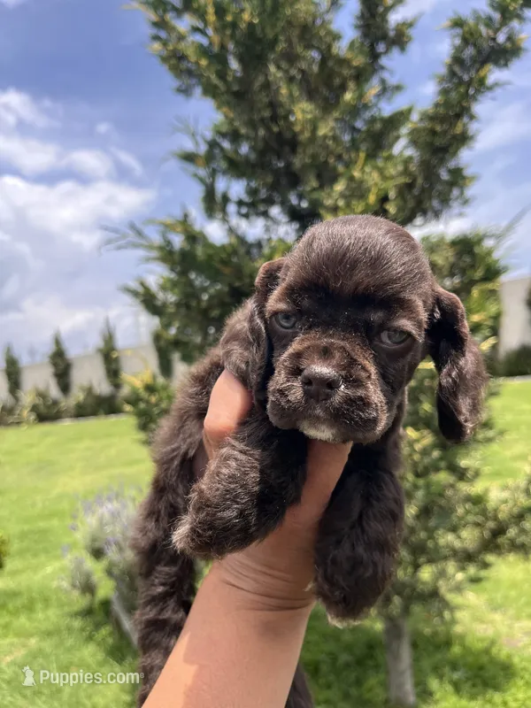 Brown boy – Cocker Spaniel puppy for sale in Franklinville, NY