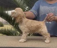 Dallas, a male Cocker Spaniel for sale in Fredonia, NY – Photo 3 of 6