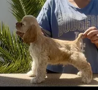 Dallas, a male Cocker Spaniel for sale in Fredonia, NY – Photo 1 of 6