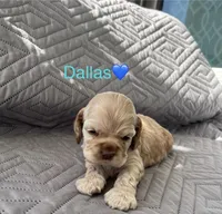 Dallas, a male Cocker Spaniel for sale in Fredonia, NY – Photo 5 of 6