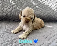 Dallas, a male Cocker Spaniel for sale in Fredonia, NY – Photo 4 of 6