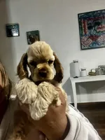 Dallas, a male Cocker Spaniel for sale in Fredonia, NY – Photo 6 of 6