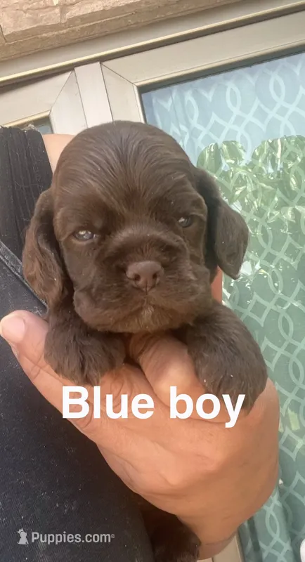 Blue collar – Cocker Spaniel puppy for sale in Franklin Lakes, NJ