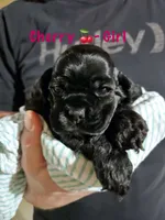 Cherry, a female Cocker Spaniel for sale in Fredonia, NY – Photo 2 of 2