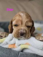 Dior, a female Cocker Spaniel for sale in Fredonia, NY – Photo 4 of 5