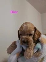 Dior, a female Cocker Spaniel for sale in Fredonia, NY – Photo 3 of 5