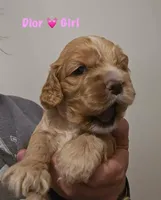 Dior, a female Cocker Spaniel for sale in Fredonia, NY – Photo 5 of 5