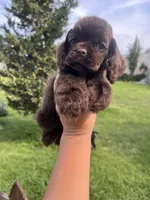 Hot pink girl , a female Cocker Spaniel for sale in Franklinville, NY – 5 of 6
