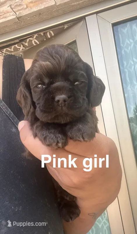 Pink girl – Cocker Spaniel puppy for sale in Franklin Lakes, NJ