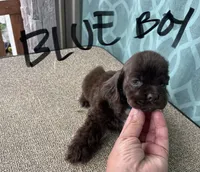 Blue collar, a male Cocker Spaniel for sale in Franklinville, NY – 5 of 5