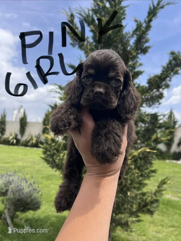Pink girl – Cocker Spaniel puppy for sale in Franklinville, NY