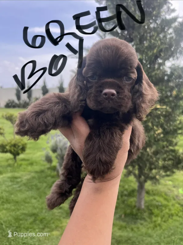Green collar  – Cocker Spaniel puppy for sale in Franklinville, NY