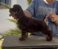 Jersey , a male Cocker Spaniel for sale in Fredonia, NY – Photo 3 of 5