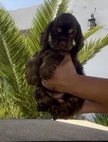 Jersey , a male Cocker Spaniel for sale in Fredonia, NY – Photo 2 of 5