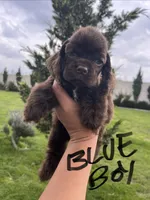 Blue collar, a male Cocker Spaniel for sale in Franklinville, NY – 4 of 5