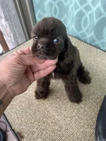 Tan collar , a male Cocker Spaniel for sale in Franklinville, NY – 4 of 4