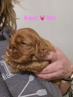 Gucci, a female Cocker Spaniel for sale in Fredonia, NY – Photo 4 of 4