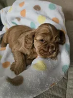 Gucci, a female Cocker Spaniel for sale in Fredonia, NY – Photo 3 of 4
