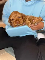 Gucci, a female Cocker Spaniel for sale in Fredonia, NY – Photo 2 of 4