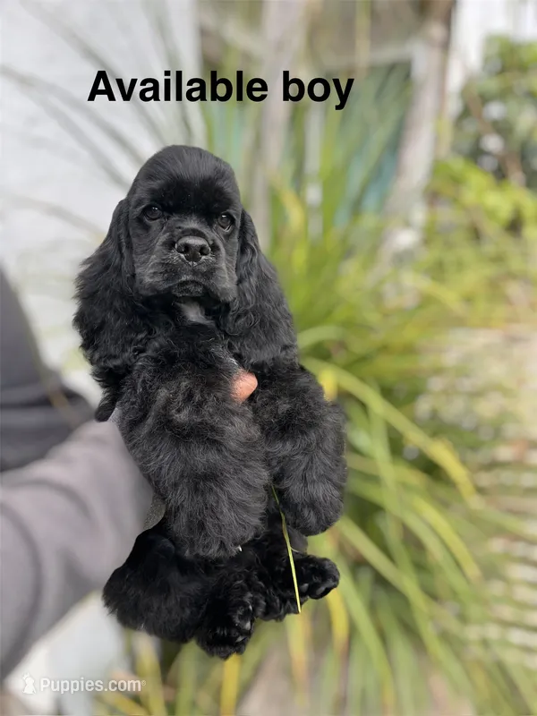 Lennox  – Cocker Spaniel puppy for sale in Franklin Lakes, NJ