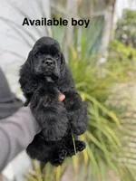Lennox , a male Cocker Spaniel for sale in Franklin Lakes, NJ – 1 of 2