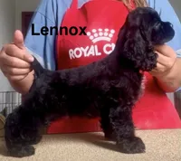 Lennox , a male Cocker Spaniel for sale in Franklin Lakes, NJ – 2 of 2
