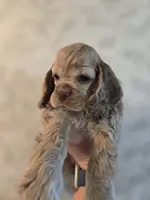 Stella , a female Cocker Spaniel for sale in Fredonia, NY – Photo 4 of 9