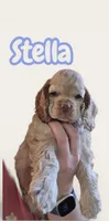 Stella , a female Cocker Spaniel for sale in Fredonia, NY – Photo 1 of 9