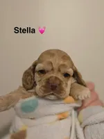 Stella , a female Cocker Spaniel for sale in Fredonia, NY – Photo 7 of 9