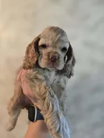 Stella , a female Cocker Spaniel for sale in Fredonia, NY – Photo 5 of 9