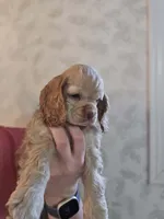 Stella , a female Cocker Spaniel for sale in Fredonia, NY – Photo 2 of 9