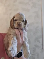 Stella , a female Cocker Spaniel for sale in Fredonia, NY – Photo 6 of 9
