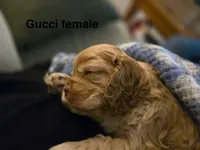 Stella , a female Cocker Spaniel for sale in Fredonia, NY – Photo 9 of 9