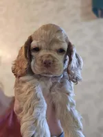Stella , a female Cocker Spaniel for sale in Fredonia, NY – Photo 3 of 9