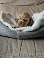 Stella , a female Cocker Spaniel for sale in Fredonia, NY – Photo 8 of 9