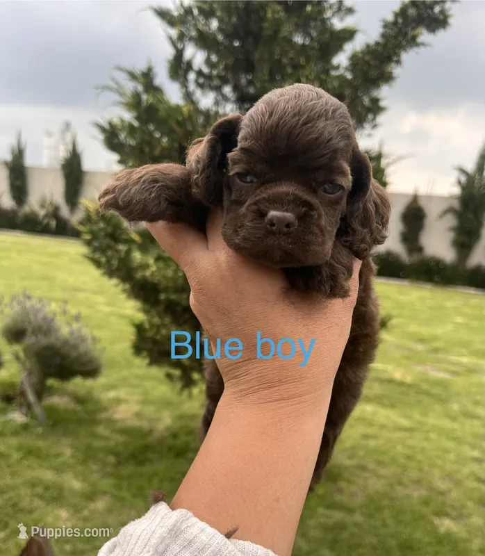 Blue collar – Cocker Spaniel puppy for sale in Franklin Lakes, NJ