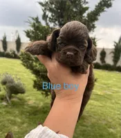 Blue collar, a male Cocker Spaniel for sale in Franklinville, NY – 2 of 5